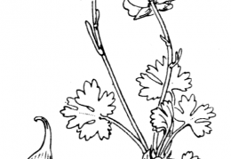 Nom original: Ranunculus alpestris (n°16)
