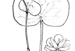 Nom original: Ranunculus thora (n°19)