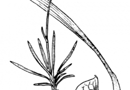 Nom original: Ranunculus gramineus (n°20)