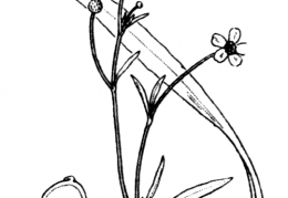 Nom original: Ranunculus flammula (n°22)