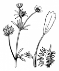 Nom original: Ranunculus arvensis (n°31)