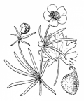 Nom original: Ranunculus auricomus (n°37)