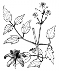 Nom original: Clematis vitalba (n°58)