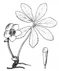 Nom original: Helleborus niger (n°86)