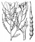 Nom original: Raphanus raphanistrum (n°152)