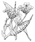 Nom original: Hesperis matronalis (n°175)