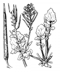 Nom original: Barbarea vulgaris (n°194)
