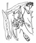Nom original: Isatis tinctoria (n°299)