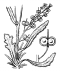 Nom original: Biscutella laevigata (n°302)
