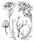 Nom original: Iberis sempervirens (n°304)