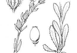 Nom original: Silene gallica (n°451)