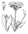 Nom original: Lychnis flos-jovis (n°462)