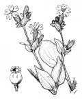 Nom original: Lychnis diurna (n°463)