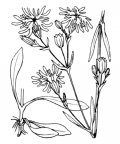 Nom original: Lychnis flos-cuculi (n°467)