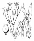 Nom original: Saponaria vaccaria (n°472)