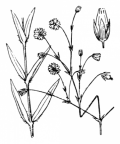 Nom original: Stellaria graminea (n°553)