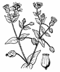 Nom original: Cerastium aquaticum (n°558)