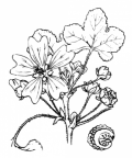 Nom original: Malva sylvestris (n°616)