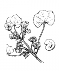 Nom original: Malva rotundifolia (n°618)