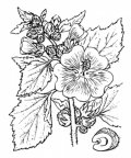 Nom original: Althaea officinalis (n°627)