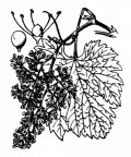 Nom original: Vitis vinifera (n°694)