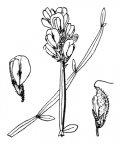 Nom original: Genista sagittalis (n°766)