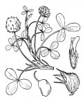 Nom original: Trifolium fragiferum (n°871)