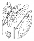 Nom original: Colutea arborescens (n°978)