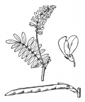 Nom original: Galega officinalis (n°980)