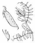 Nom original: Vicia lutea (n°986)