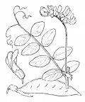 Nom original: Vicia dumetorum (n°1002)