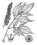 Nom original: Spiraea aruncus (n°1098)