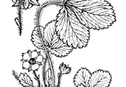 Nom original: Potentilla micrantha (n°1122)