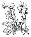 Nom original: Potentilla recta (n°1136)