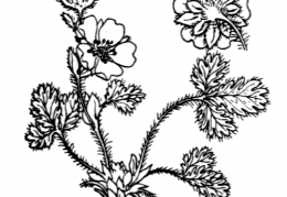 Nom original: Potentilla frigida (n°1141)