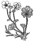 Nom original: Potentilla verna (n°1143)