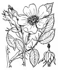 Nom original: Rosa stylosa (n°1211)
