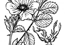 Nom original: Rosa montana (n°1228)
