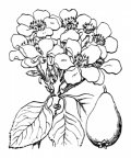 Nom original: Pyrus communis (n°1260)