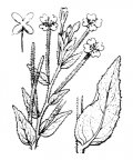 Nom original: Epilobium parviflorum (n°1279)