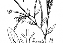Nom original: Epilobium lanceolatum (n°1283)