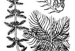 Nom original: Myriophyllum verticillatum (n°1305)