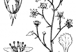 Nom original: Saxifraga cuneifolia (n°1410)