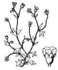 Nom original: Saxifraga tridactylites (n°1412)