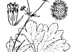 Nom original: Sanicula europaea (n°1458)