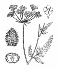 Nom original: Torilis anthriscus (n°1483)
