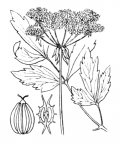 Nom original: Levisticum officinale (n°1498)