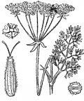 Nom original: Athamanta cretensis (n°1545)