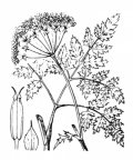 Nom original: Anthriscus sylvestris (n°1622)