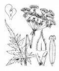 Nom original: Chaerophyllum aureum (n°1628)